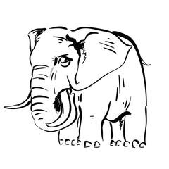 elephant