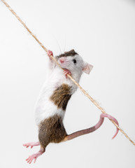 little mouse climbing on the rope