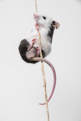 mouse climbing on the rope