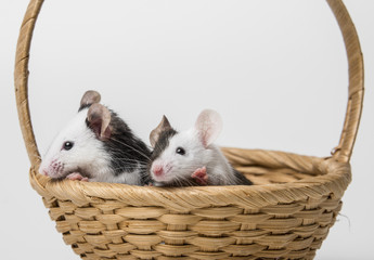 mice in basket