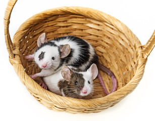mice in basket