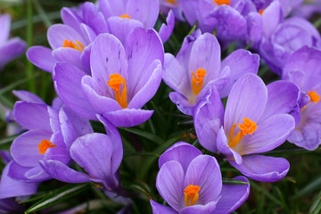 crocus - one of the first spring flowers