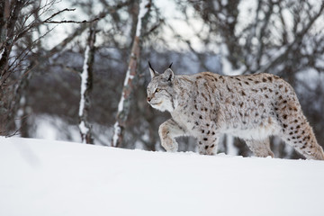 European lynx walking in the snow
