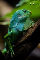 Fiji iguana in profile on tree branch