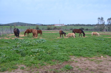 wild hoses in alghero, sardinia