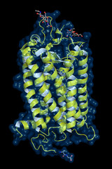Rhodopsin molecule