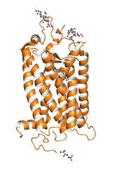 Rhodopsin protein