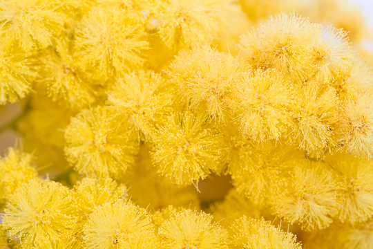 mimosa