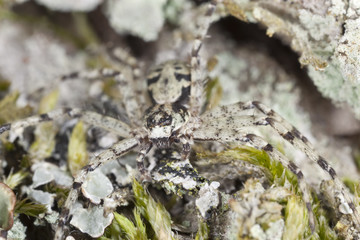 Lichen running-spider, Philodromus margaritatus on wood