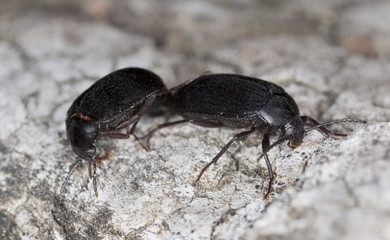 Prionychus melanarius mating