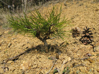 conifer bonsai tree in early spring.
