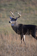 Buck Deer - 61650811