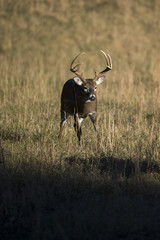 Buck in Field
