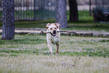 A Brown labrador running with a stick in its mouth in a grass fi