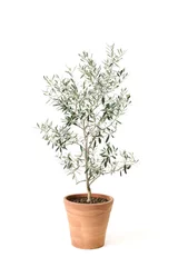 Foto auf Acrylglas Olivenbaum Oliven-Topfpflanze
