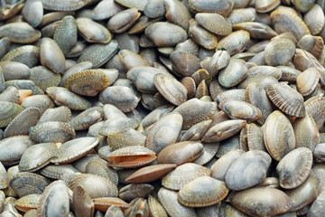 fresh shellfish in the market