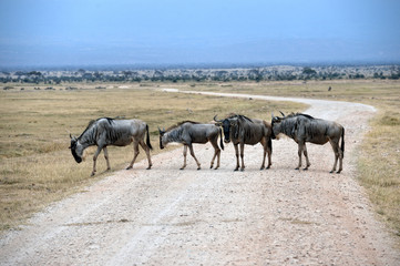 Fototapeta na wymiar Four Wildebeests are acrossing the road