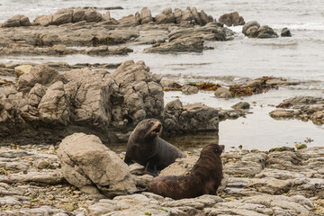 Naklejka premium fighting fur seals