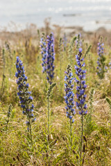 detail of blueweed flowers