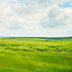 Fototapeta premium fields and clouds