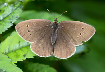 Butterfly Satyr (Eye) Flower. Aphantopus hyperantus