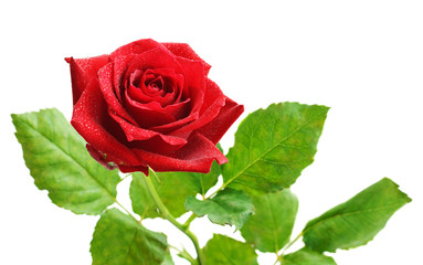 Red rose flower