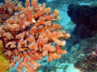 Fototapeta na wymiar Stone coral, island Maktan, Philippine
