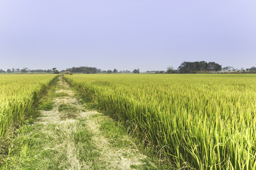 The Walkway In The Green Rice Field