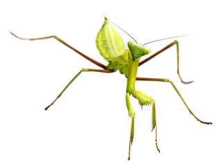 mantis isolated on a white background