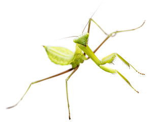 mantis isolated on a white background