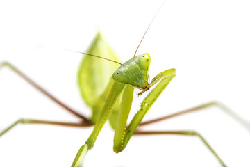 mantis in detail