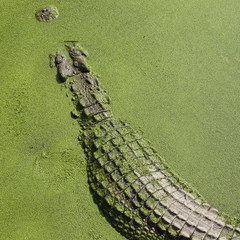 Close up crocodile body
