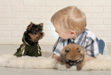 Adorable boy with puppies of Yorkshire terrier and Spitz at home