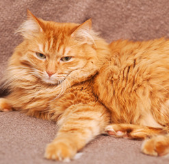 funny fluffy ginger cat lying on  blanket