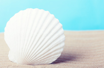 Sea shell on a beach