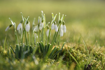 Schneeglöckchen