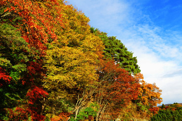 Obraz premium Colourful forest with blue sky