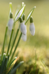 Fototapeta premium Schneeglöckchen