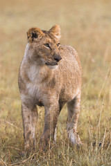 Lioness in the african savanna
