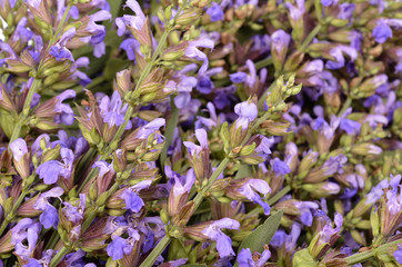 Clary Sage (Salvia sclarea)