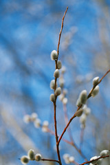 pussy willow branches with blue sky background