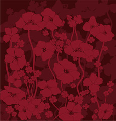 Poppies flower picture