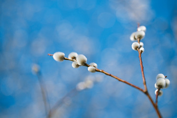 pussy willow branches with blue sky background - 61660270