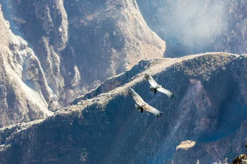 Gordijnen Condor at Colca canyon sitting,Peru,South America © vitmark