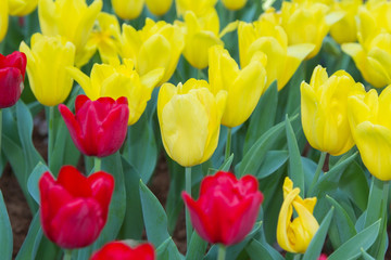 Obraz premium Red and Yellow Tulips in nature.