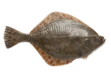 Raamstickers Whole single fresh  European flounder © Picture Partners