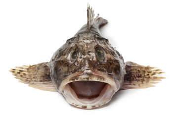 Fresh raw sea cottid