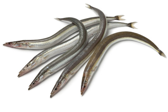 Lesser sand eels