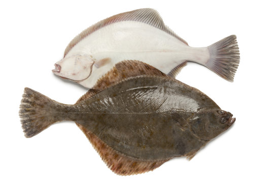 Front and back of fresh  European flounders