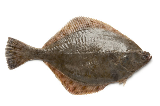Whole single fresh  European flounder